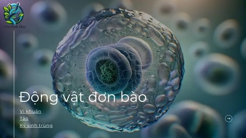 Giới thiệu về động vật đơn bào 