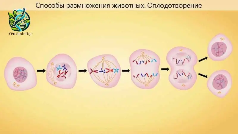 Qúa tình giảm phân