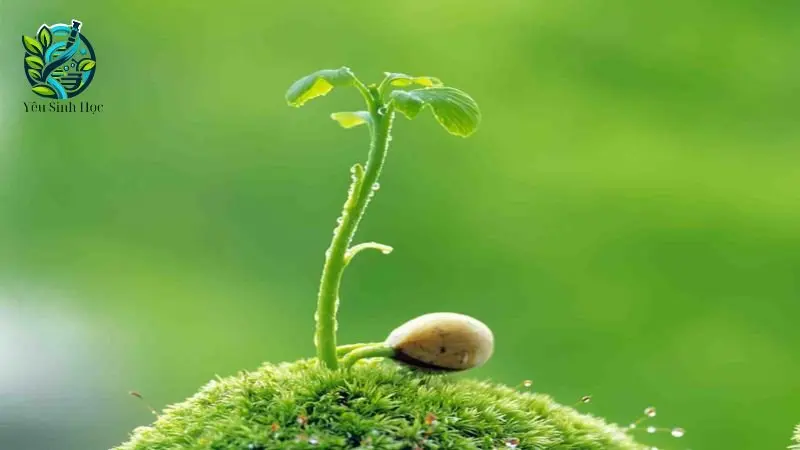 Lợi ích của thực vật ưa ẩm