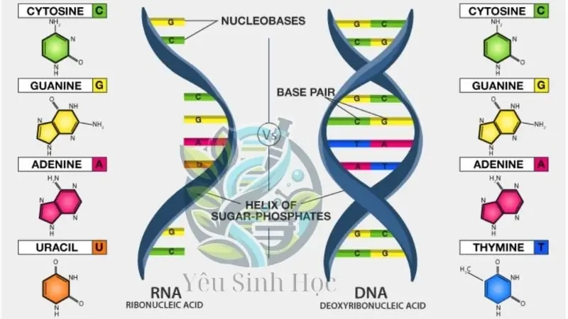 cấu trúc của adn