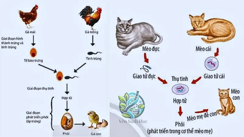 Các hình thức sinh sản hữu tính ở động vật 