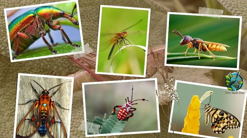 Đặc điểm chung của lớp côn trùng