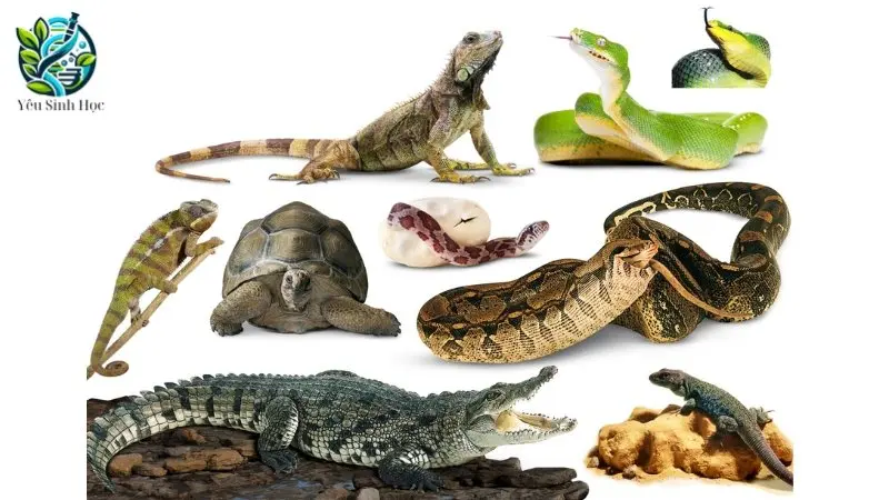 Phân bố của lớp bò sát