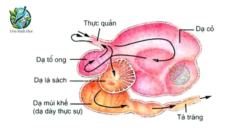 Cấu tạo hệ tiêu hóa của động vật dạ dày 4 ngăn 