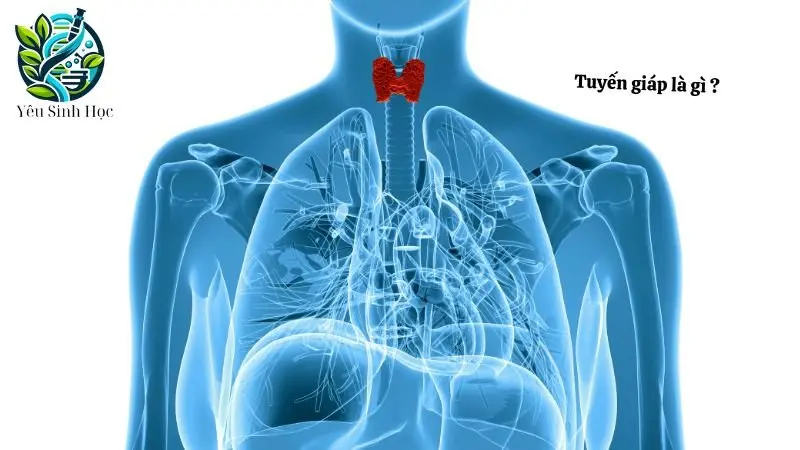 khái niệm về tuyến giáp