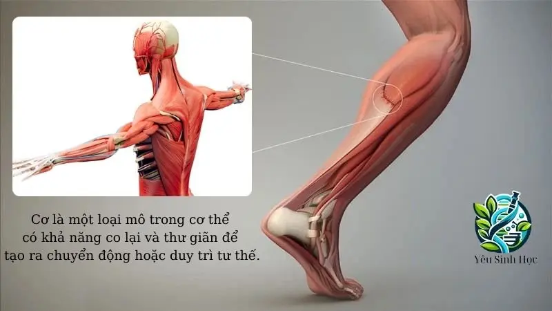 đặc điểm của cơ trong cơ thể người