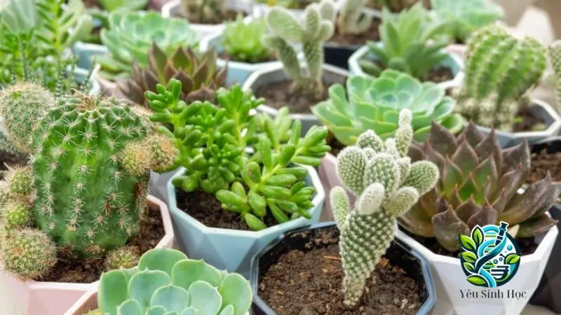 Một số loại thực vật mọng nước phổ biến