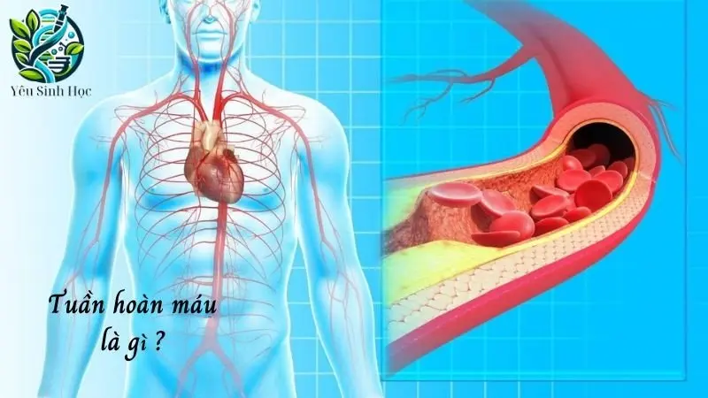 Khái niệm tuần hoàn máu Khái niệm tuần hoàn máu