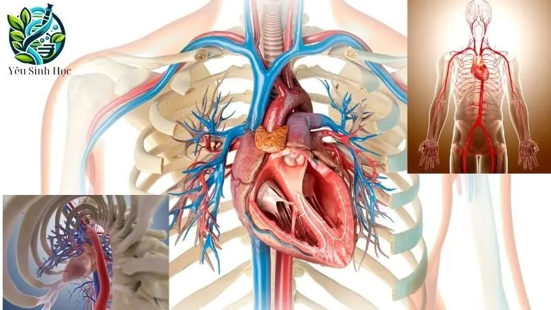 LƯU LƯỢNG MẠCH MÁU