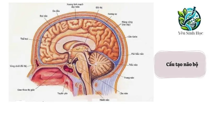 cấu tạo não bộ