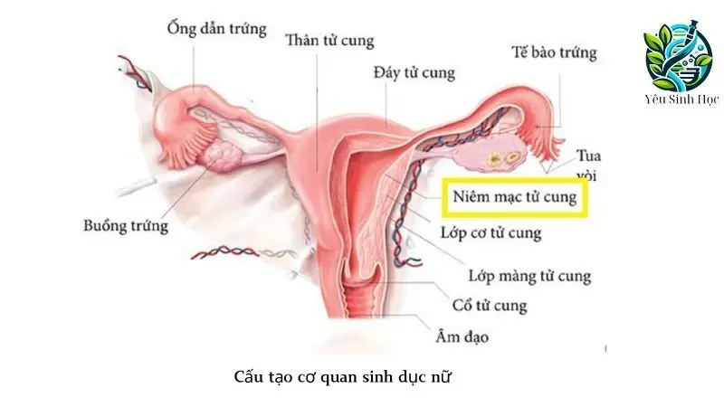cấu trúc cơ quan sinh dục nữ