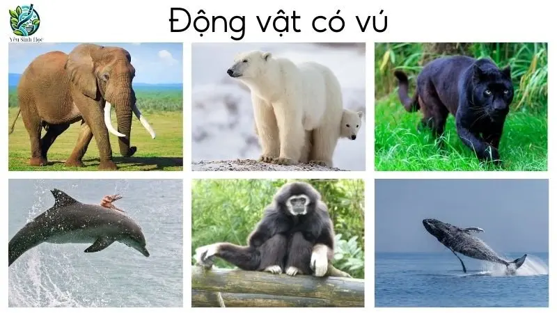 Phân loại động vật có vú