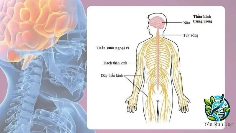 cấu tạo hệ thần kinh