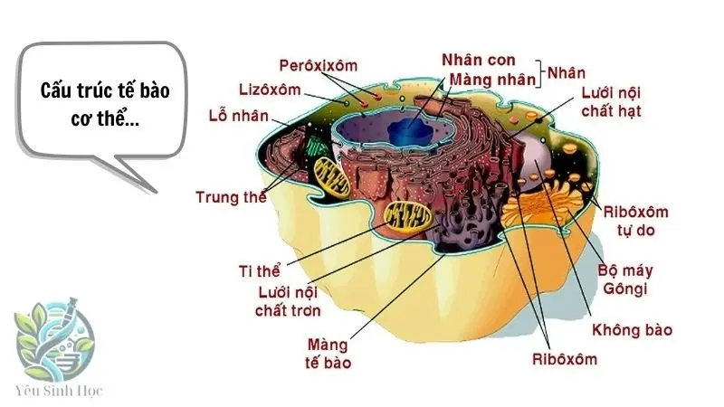 cấu túc tế bào