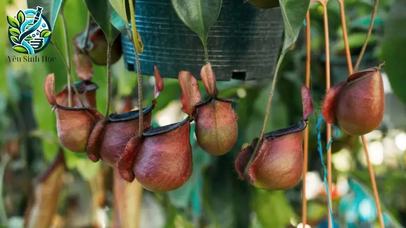 Cơ chế và quá trình ăn thịt của thực vật