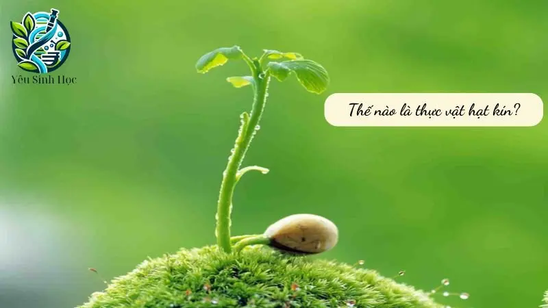 Khái niệm về thực vật hạt kín