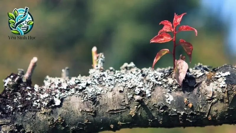 Môi trường sống chủ yếu của thực vật phát sáng