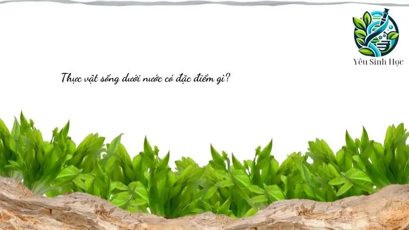 cấu trúc và đặc điểm của thực vật sống dưới nước
