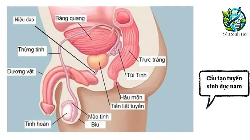 cấu tạo tiyeens sinh dục