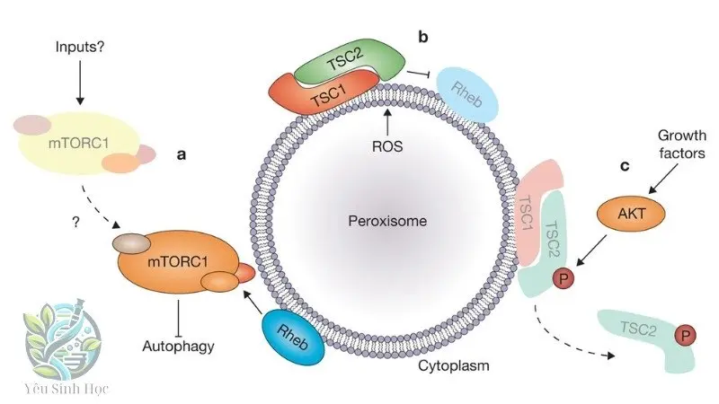 Giới thiệu sơ lược về peroxisome là gì