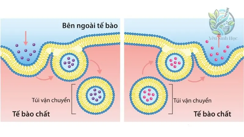 Vai trò của hướng vận chuyển chất trong tế bào