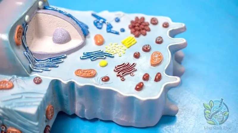 Vai trò của ribosome trong tế bào