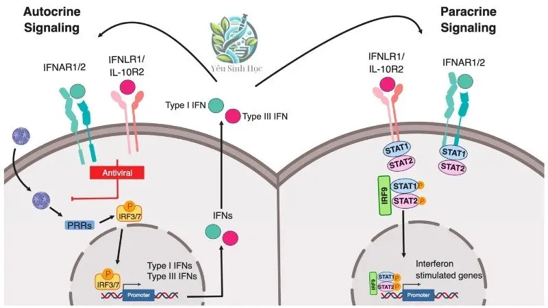 Vai trò của interferon trong hệ miễn dịch