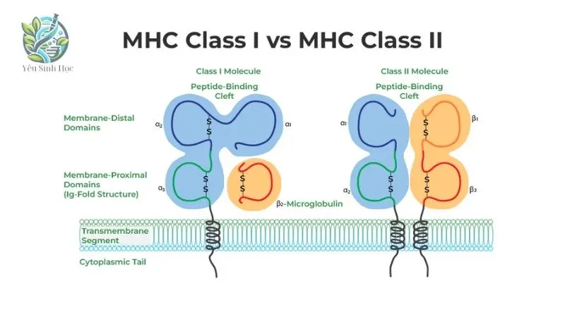 Cấu trúc và chức năng của MHC