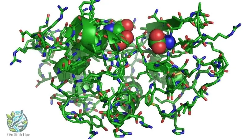Vai trò của lysozyme trong hệ miễn dịch