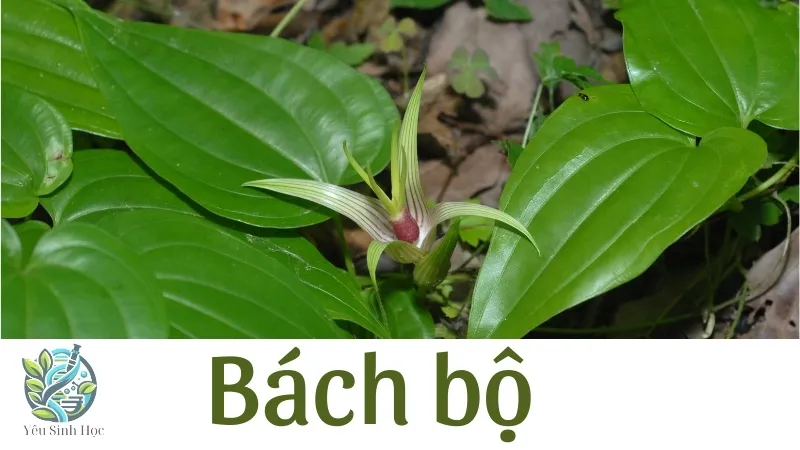Cách sử dụng bách bộ đúng cách để giảm ho và viêm họng 