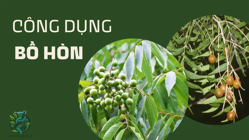 Bồ hòn là gì? Khám phá công dụng và cách sử dụng hiệu quả 