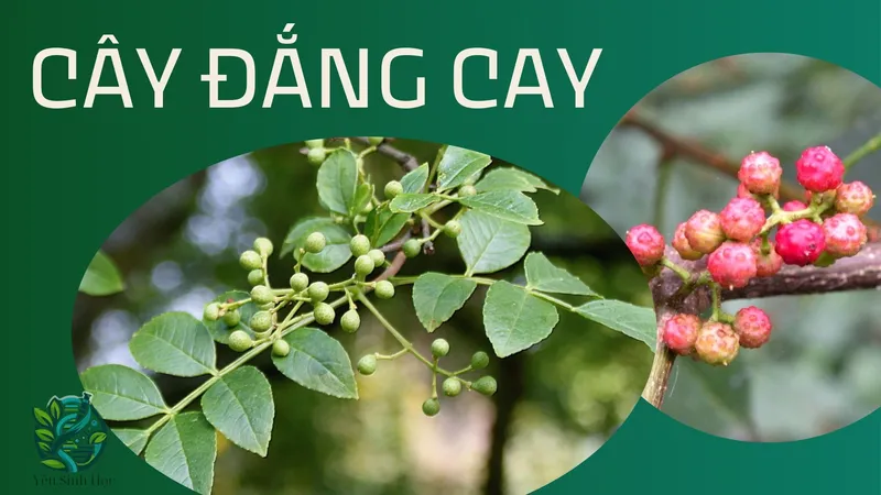 Cây đắng cay - Thảo dược quý hiếm chữa mọi bệnh tiêu hóa 