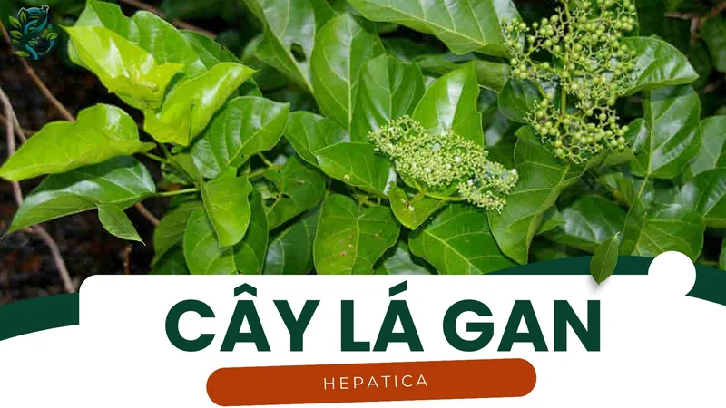 Cây lá gan - Bí quyết giúp gan khỏe mạnh và thanh lọc cơ thể 