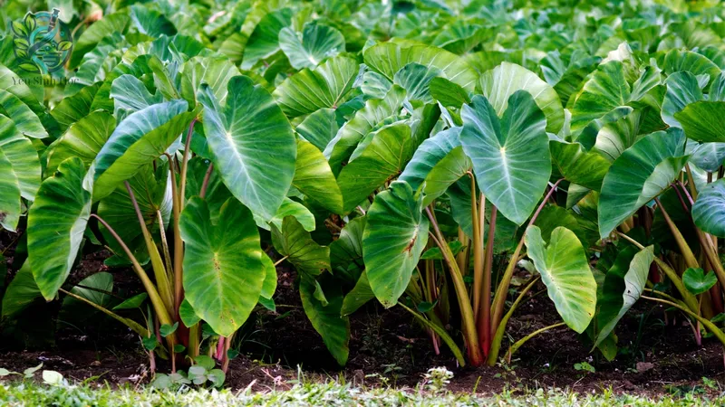 Các bài thuốc dân gian từ cây ráy tía