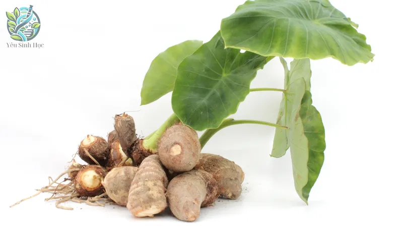 Ứng dụng ráy tía trong y học hiện đại 2