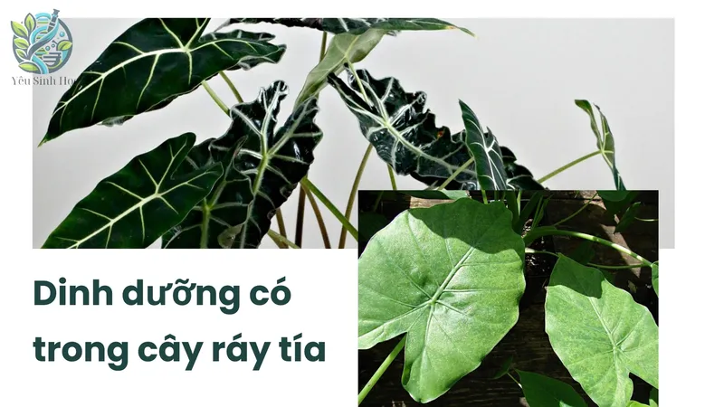Cách sử dụng cây ráy tía để điều trị viêm khớp hiệu quả 