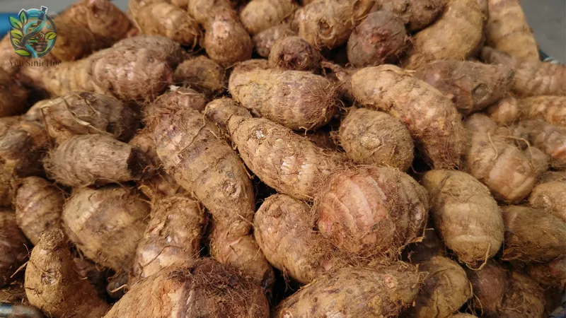 Công dụng trong y học cổ truyền