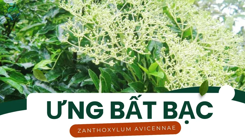 Công dụng của cây ưng bất bạc trong việc giải độc rượu và bảo vệ gan 