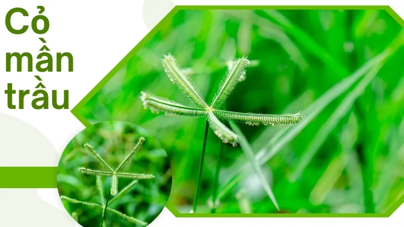 Cỏ mần trầu - Thảo dược thiên nhiên giúp hạ sốt và giải độc 