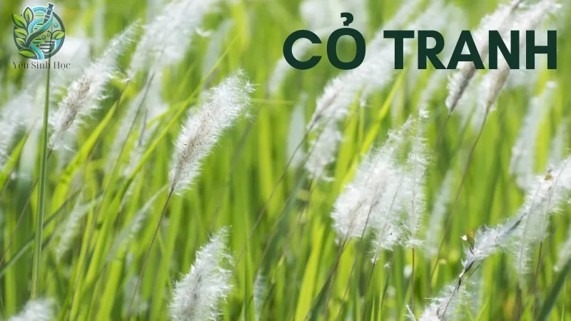 Cỏ tranh - Bài thuốc giúp thanh nhiệt và lợi tiểu hiệu quả 