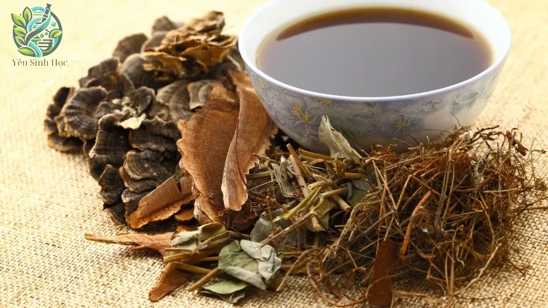 Các bài thuốc dân gian chữa bệnh từ cây cỏ xước 