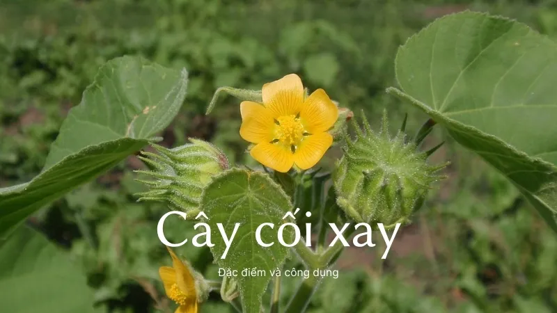 Những lưu ý quan trọng khi sử dụng cây cối xay để trị bệnh 