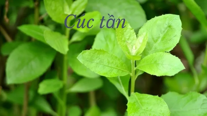Cúc tần - Thảo dược dân dã với nhiều công dụng quý báu 