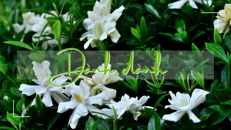 Cách sử dụng dành dành để hỗ trợ điều trị bệnh gan và tiêu hóa 