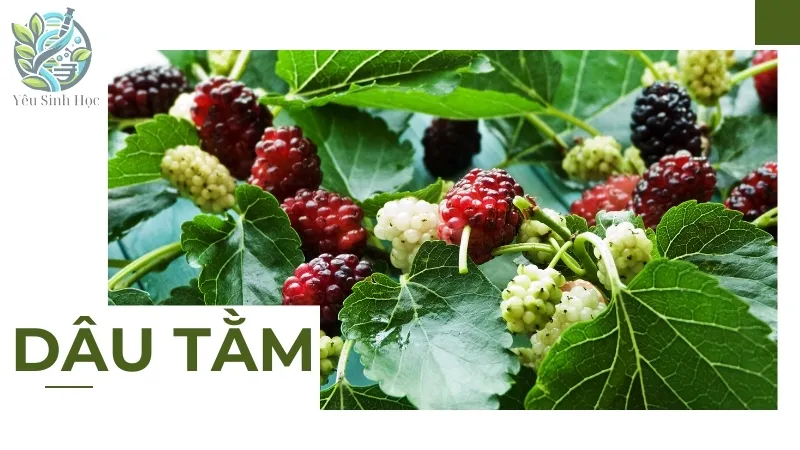 Dâu tằm - Loại cây thuốc quý trong đông y ít người biết 