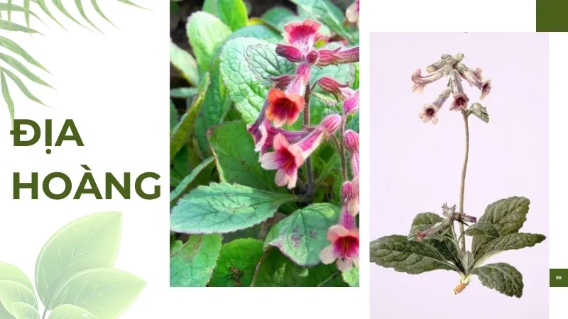 Những bài thuốc chữa bệnh từ Địa Hoàng bạn nên biết 
