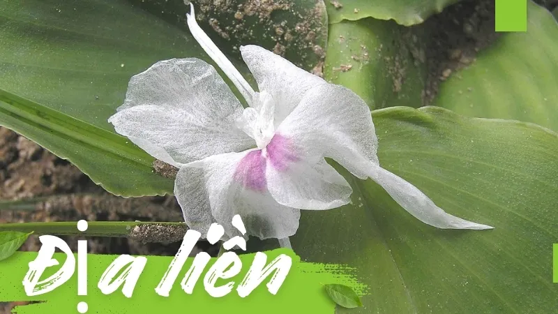Công dụng của Địa Liền và cách sử dụng trong Đông Y 