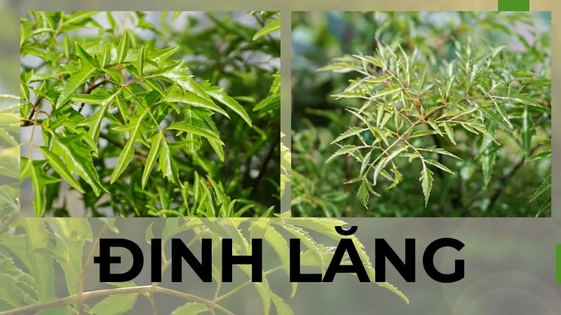 7 Bài thuốc dân gian với đinh lăng giúp bạn khỏe mạnh từ bên trong 