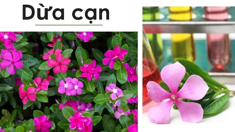 Hướng dẫn sử dụng dừa cạn để hỗ trợ điều trị bệnh hiệu quả 