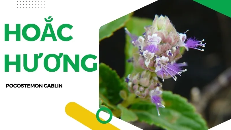 Hoắc Hương là gì? Tác dụng và cách sử dụng hiệu quả 